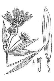 <i>Helianthus giganteus</i> L. ssp. alienus (E.E. Watson) R.W. Long