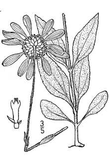 <i>Helianthus pauciflorus</i> Nutt. var. subrhomboideus (Rydb.) Cronquist