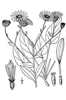 <i>Heterotheca subaxillaris</i> (Lam.) Britton & Rusby var. latifolia (Buckley) Gandhi & R.D. Th