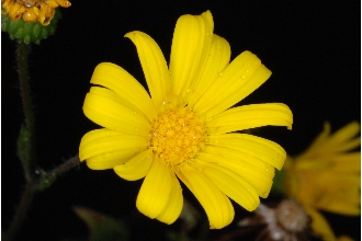 <i>Heterotheca subaxillaris</i> (Lam.) Britton & Rusby var. petiolaris Benke
