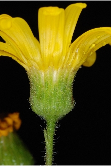 <i>Heterotheca subaxillaris</i> (Lam.) Britton & Rusby var. procumbens Wagenkn.