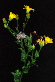 <i>Heterotheca subaxillaris</i> (Lam.) Britton & Rusby var. latifolia (Buckley) Gandhi & R.D. Th
