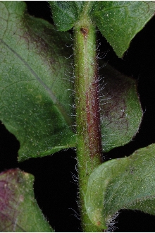 <i>Chrysopsis scabra</i> (Pursh) Elliott