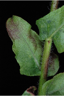 <i>Heterotheca latifolia</i> Buckley