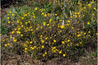 <i>Heterotheca latifolia</i> Buckley