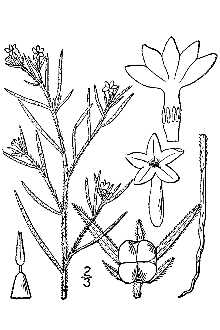 <i>Lithococca tenella</i> (Nutt.) Small