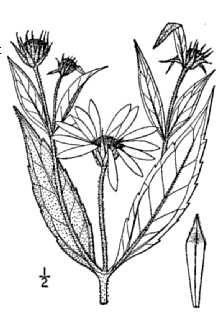 <i>Helianthus scrophulariifolius</i> Britton