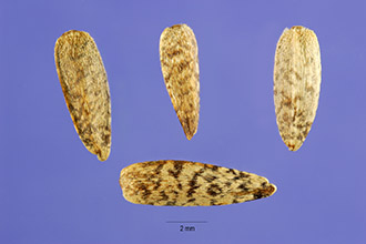 <i>Helianthus tomentosus</i> Michx.