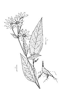 <i>Helianthus tuberosus</i> L. var. subcanescens A. Gray