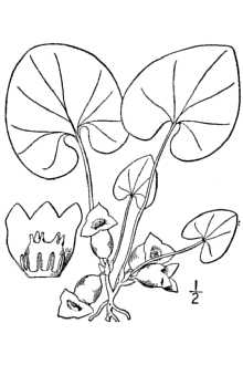 <i>Hexastylis memmingeri</i> (Ashe) Small