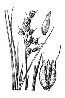 <i>Hierochloe alpina</i> (Sw. ex Willd.) Roem. & Schult.