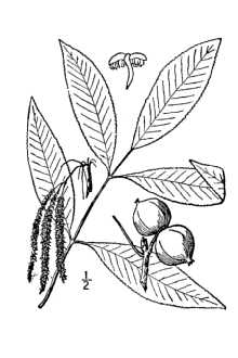 <i>Carya ovata</i> (Mill.) K. Koch var. pubescens Sarg.