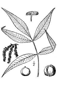 <i>Hicoria carolinae-septentrionalis</i> Ashe