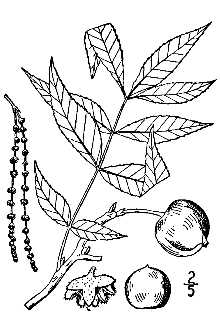 <i>Carya cordiformis</i> (Wangenh.) K. Koch var. latifolia Sarg.