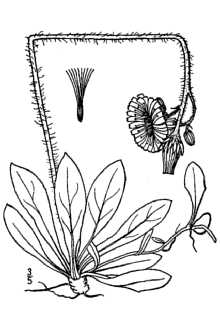<i>Hieracium auricula</i> L. p.p.