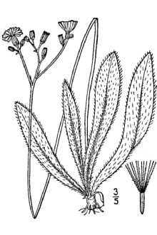 <i>Hieracium florentinum</i> All.