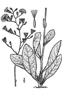 <i>Hieracium gronovii</i> L. var. foliosum Michx.