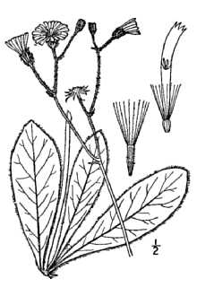 <i>Hieracium traillii</i> Greene