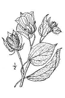 <i>Hibiscus moscheutos</i> L. ssp. incanus (Wendl. f.) H.E. Ahles