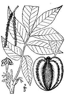 <i>Hicoria laciniosa</i> (Michx. f.) Sarg.