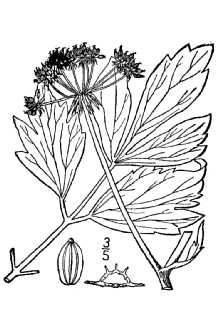 <i>Levisticum paludapifolium</i> Asch.