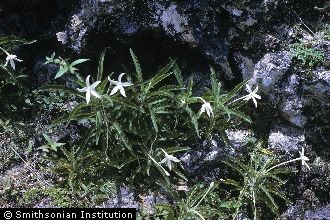 <i>Isotoma longiflora</i> (L.) C. Presl
