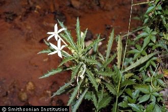 <i>Isotoma longiflora</i> (L.) C. Presl