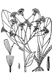 <i>Hieracium ×marianum</i> Willd. (pro sp.), database artifact