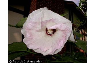 <i>Hibiscus moscheutos</i> L. var. purpurascens Sweet