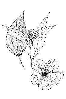<i>Hibiscus moscheutos</i> L. ssp. incanus (Wendl. f.) H.E. Ahles