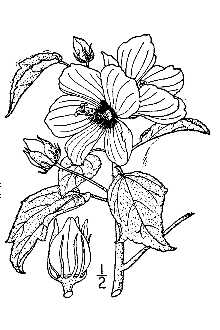<i>Hibiscus incanus</i> Wendl. f.