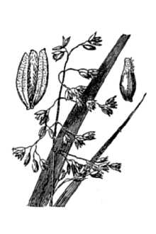 <i>Hierochloe macrophylla</i> Thurb. ex Bol.