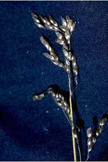 <i>Hierochloe odorata</i> (L.) P. Beauv. var. fragrans (Willd.) K. Richt.