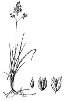 <i>Hierochloe odorata</i> (L.) P. Beauv. var. fragrans (Willd.) K. Richt.