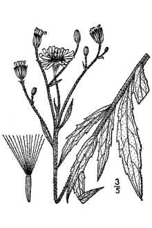 <i>Hieracium scabriusculum</i> Schwein. var. saximontanum Lepage