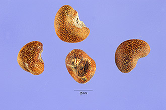 <i>Talipariti tiliaceum</i> (L.) Fryxell