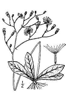 <i>Hieracium venosum</i> L. var. nudicaule (Michx.) Farw.