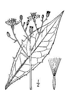 <i>Hieracium acuminatum</i> Jord.