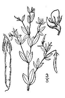 <i>Acmispon americanum</i> (Nutt.) Rydb.