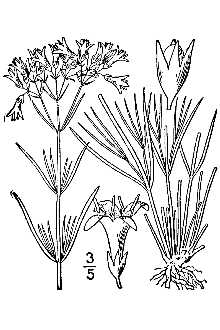 <i>Houstonia nigricans</i> (Lam.) Fernald var. pulvinata (Small) Terrell