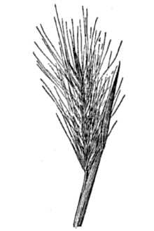 Arizona Barley