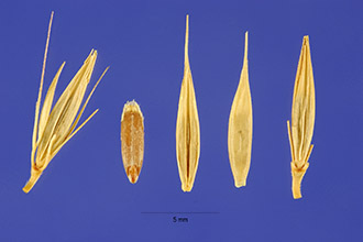 Meadow Barley