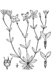 <i>Houstonia caerulea</i> L. var. faxonorum Pease & A.H. Moore