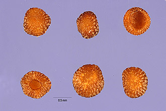 <i>Houstonia caerulea</i> L. var. faxonorum Pease & A.H. Moore