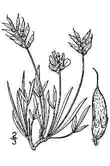 <i>Orophaca caespitosa</i> (Nutt.) Britton