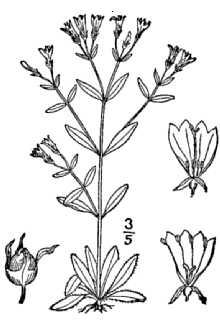 <i>Hedyotis purpurea</i> (L.) Torr. & A. Gray var. setiscaphia (L.G. Carr) Fosberg