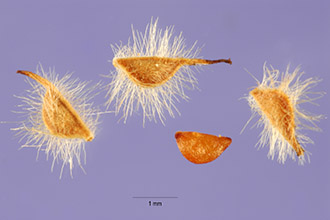 <i>Holodiscus dumosus</i> (Nutt. ex Hook.) A. Heller ssp. saxicola (A. Heller) Abrams