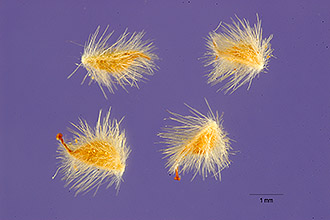 <i>Holodiscus microphyllus</i> Rydb. var. sericeus Ley