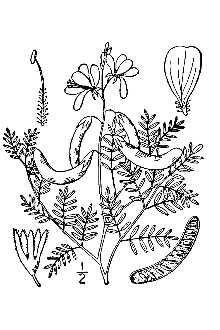 <i>Hoffmannseggia densiflora</i> Benth. var. stricta (Benth.) Fisher