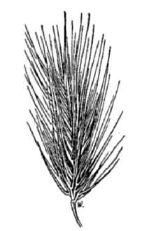 <i>Critesion marinum</i> (Huds.) Á. Löve ssp. gussoneanum (Parl.) Barkworth & D.R. Dewey